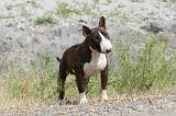 BULL TERRIER 028